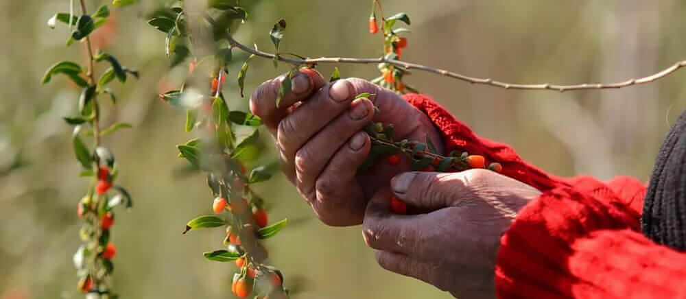 HIMALYO Goji Original 100 juice BIO 750ml 1